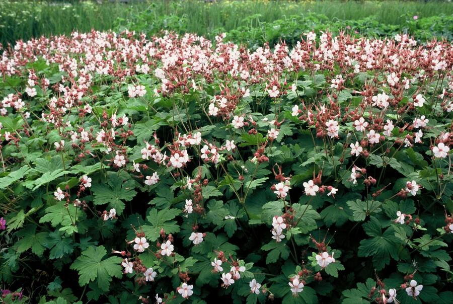 Ooievaarsbek 'Spessart' - set van 6 – voor tuin & terras