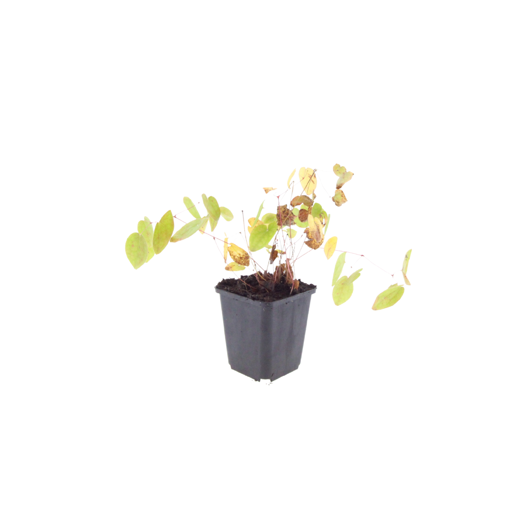 Elfenbloem 'Niveum' - set van 6 – voor tuin & terras