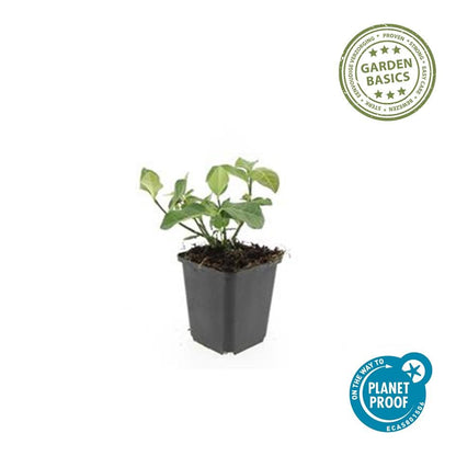 Kardinaalsmuts 'Dart's Blanket' - set van 6 – voor tuin & terras