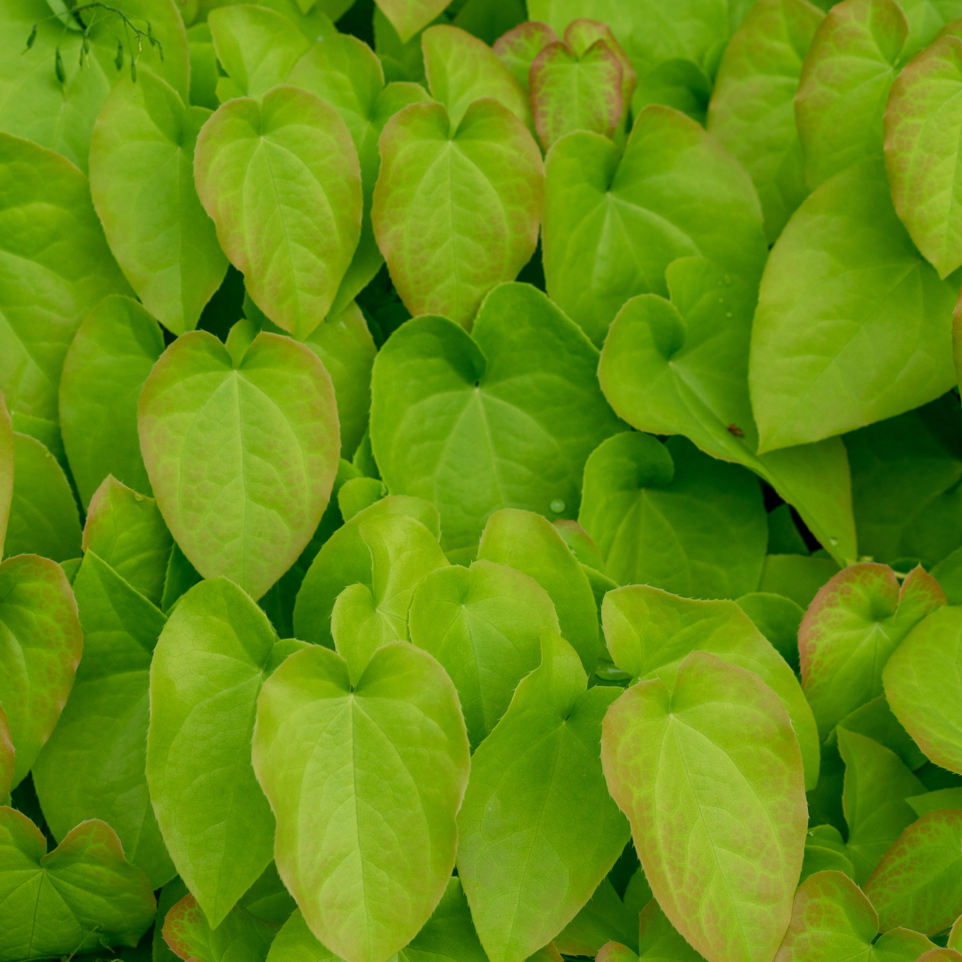 Elfenbloem (Epimedium rubrum) - set van 6 – voor tuin & terras