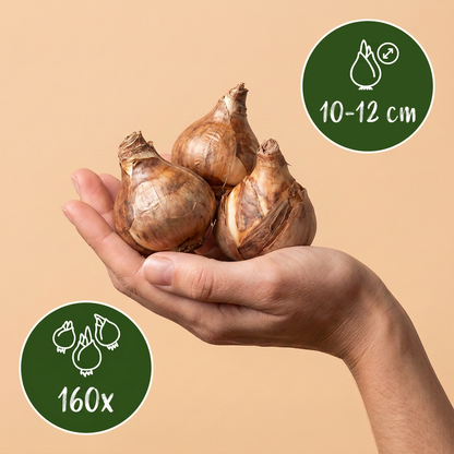 Botanische narcissenmix geel en wit - 160 bloembollen
