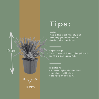 Grote veldbies (Luzula sylvatica) - set van 6 – voor tuin & terras