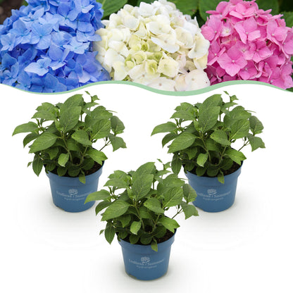 Boerenhortensia Endless Summer (Hydrangea macrophylla) - set van 3
