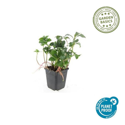 Schaduwkruid 'Green Sheen' - set van 6 – voor tuin & terras