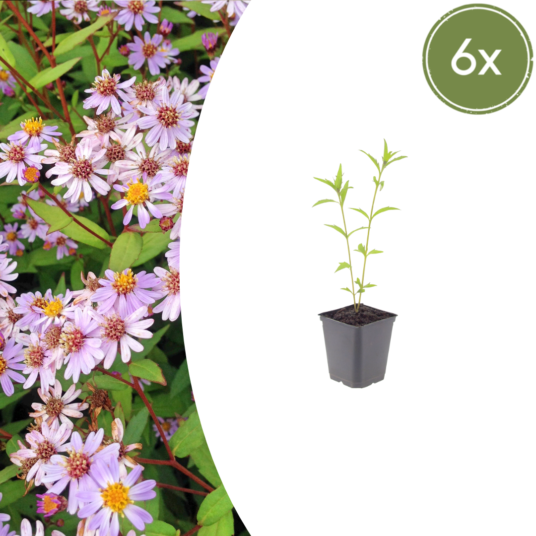 Zomeraster 'Blue Star' - set van 6 – voor tuin & terras
