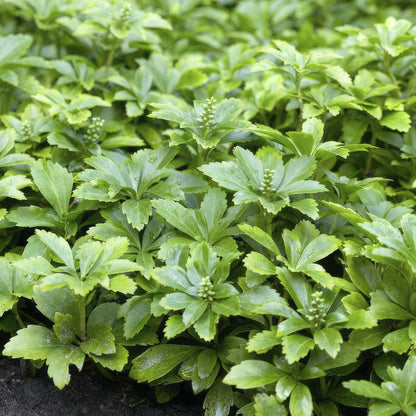 Schaduwkruid 'Green Carpet' - set van 6 – voor tuin & terras