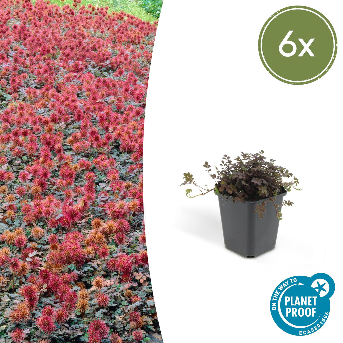 Stekelnootje 'Kupferteppich' - set van 6 – voor tuin & terras
