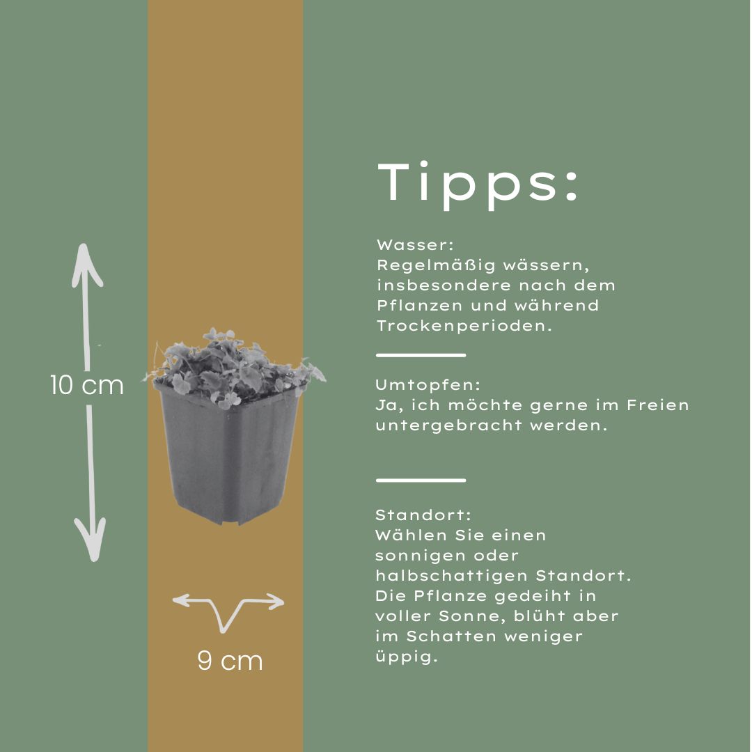 Kruipklokje - set van 6 – voor tuin & terras