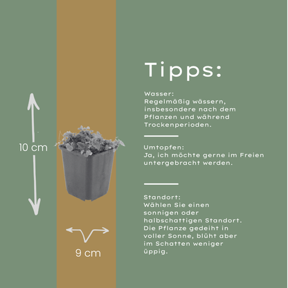 Kruipklokje - set van 6 – voor tuin & terras