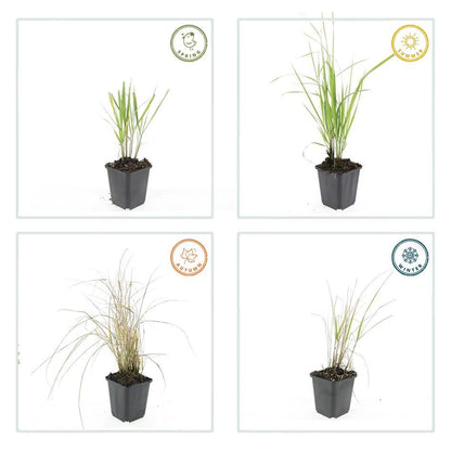 Struisriet 'Karl Foerster' - set van 6 – voor tuin & terras
