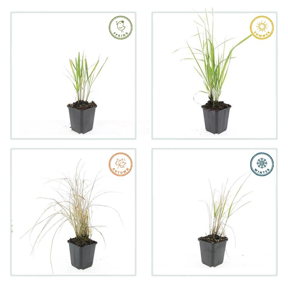 Struisriet 'Karl Foerster' - set van 6 – voor tuin & terras
