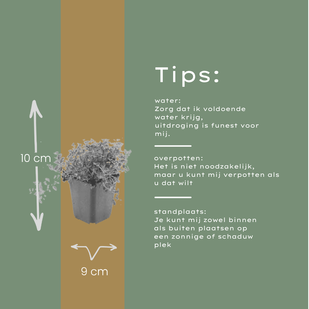 Wilde tijm (Thymus serpyllum) - set van 12 – voor tuin & terras