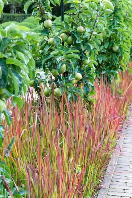 Japans bloedgras 'Red Baron' - set van 6 – voor tuin & terras