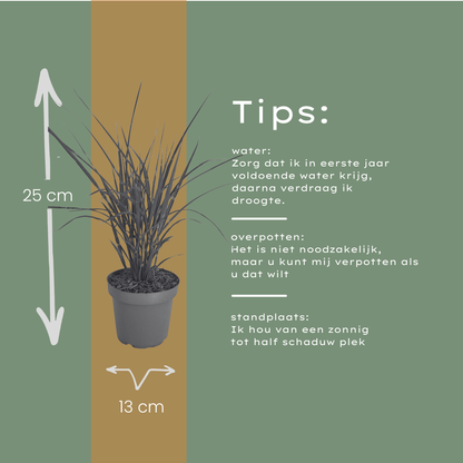 Prachtriet 'Zebrinus' (zebragras) - set van 3 – voor tuin & terras