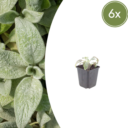 Ezelsoor 'Silver Carpet' - set van 6 – voor tuin & terras