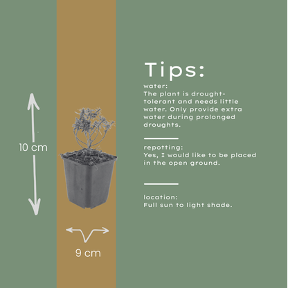 Scheefbloem 'Schneeflocke' - set van 6 – voor tuin & terras