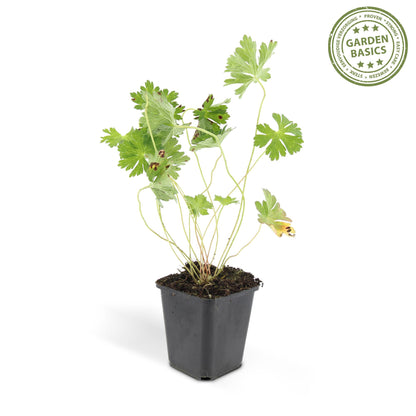 Geranium 'Rozanne', productfoto 2