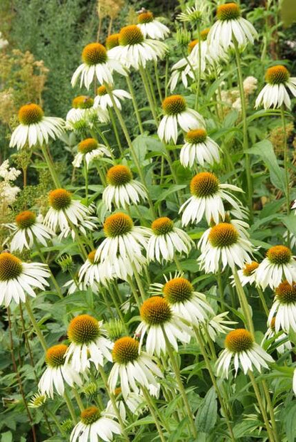 Zonnehoed 'White Swan' - set van 6 – voor tuin & terras