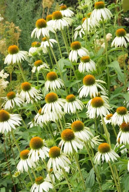 Zonnehoed 'White Swan' - set van 6 – voor tuin & terras