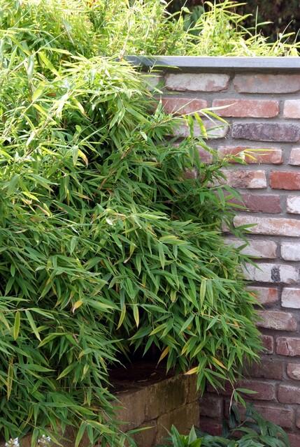 Bamboe (Fargesia rufa) - set van 6 – voor tuin & terras