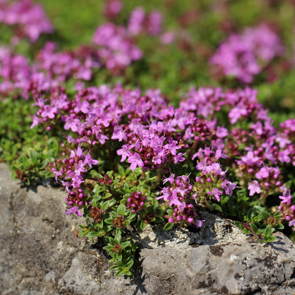 Kruiptijm 'Coccineus' - set van 6 – voor tuin & terras
