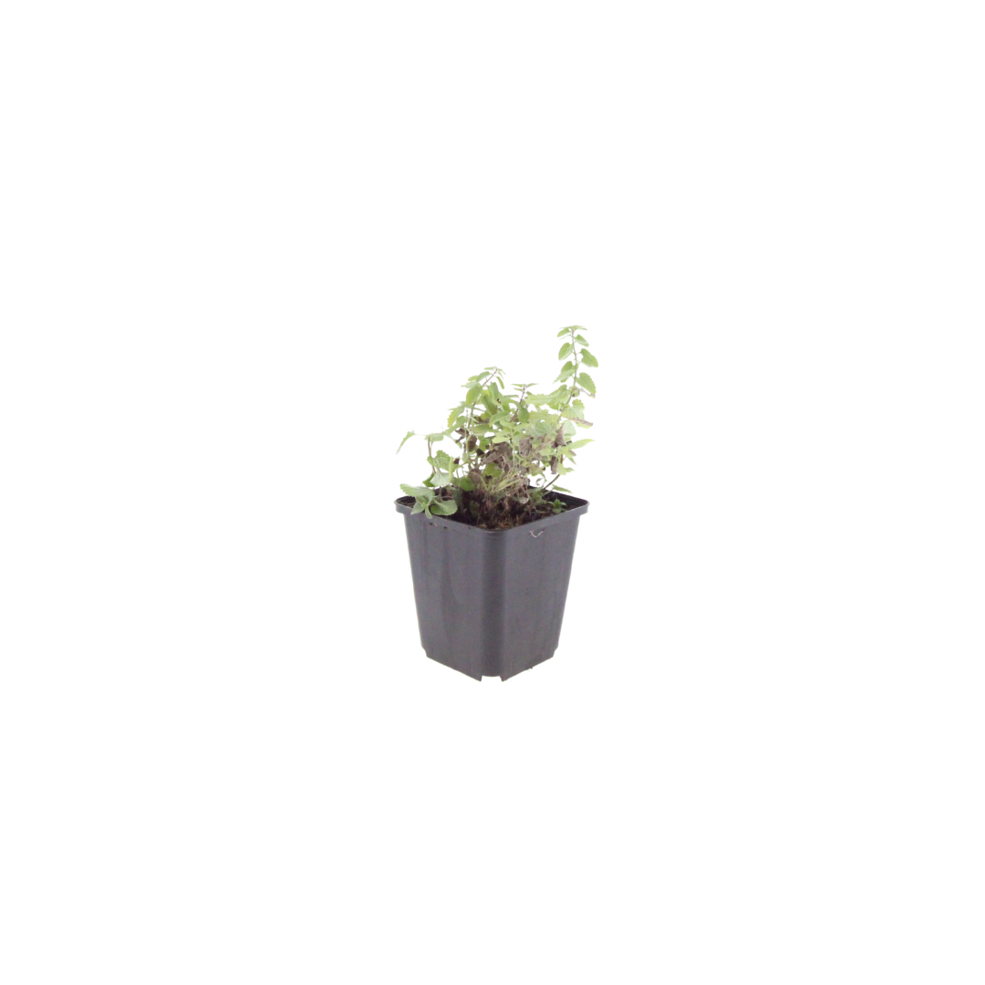 Kattenkruid (Nepeta faassenii) - set van 6 – voor tuin & terras