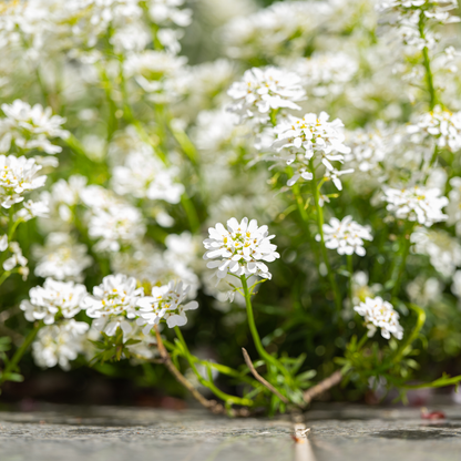 Scheefbloem 'Schneeflocke' - set van 6 – voor tuin & terras