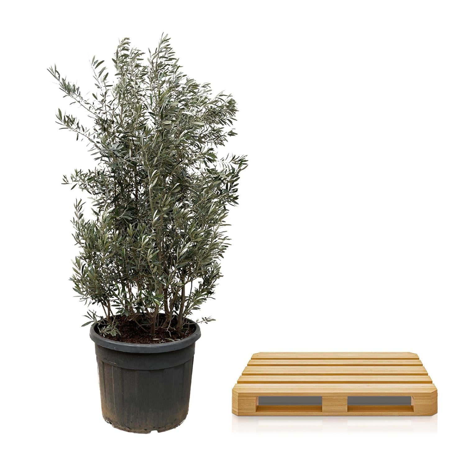 Olijfboom (Olea Europaea) struik — 250 cm