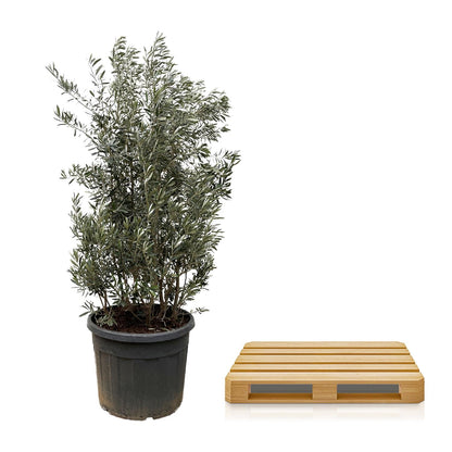 Olijfboom (Olea Europaea) struik — 250 cm