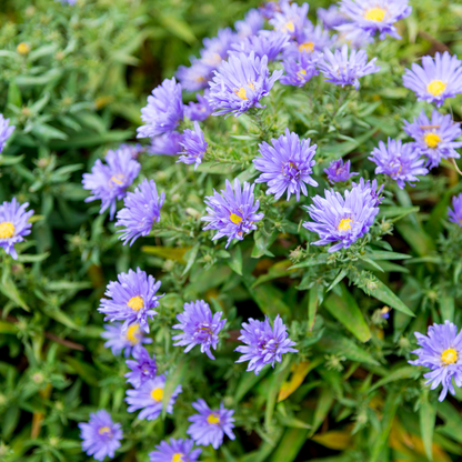 Aster 'Mönch' - set van 6 – voor tuin & terras
