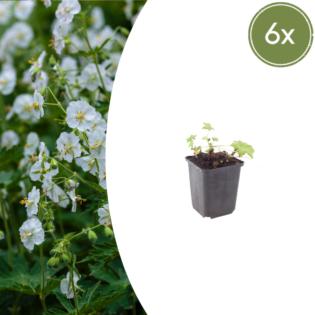 Ooievaarsbek 'White Ness' - set van 6 – voor tuin & terras