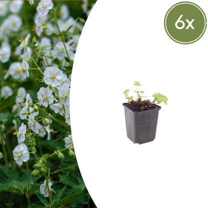 Ooievaarsbek 'White Ness' - set van 6 – voor tuin & terras