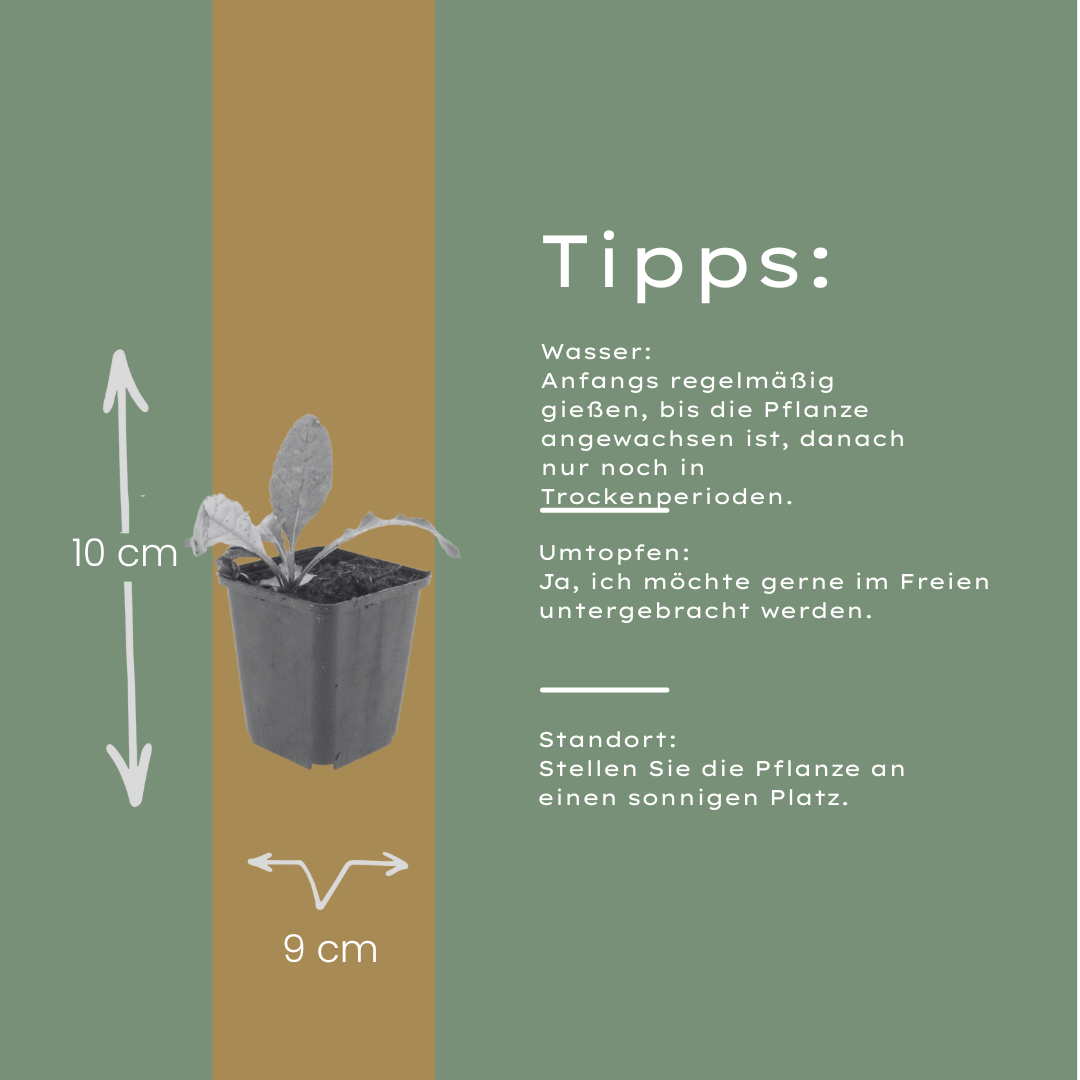 Kogeldistel - set van 6 – voor tuin & terras