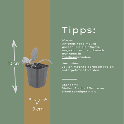 Kogeldistel - set van 6 – voor tuin & terras