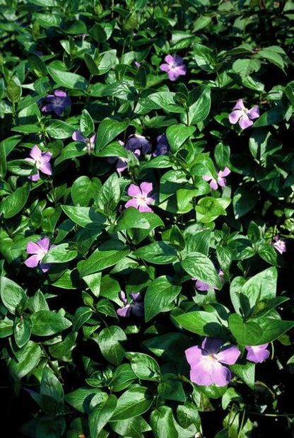 Grote maagdenpalm (Vinca major) - set van 6 – voor tuin & terras