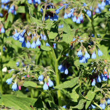 Smeerwortel 'Wisley Blue' - set van 6 – voor tuin & terras