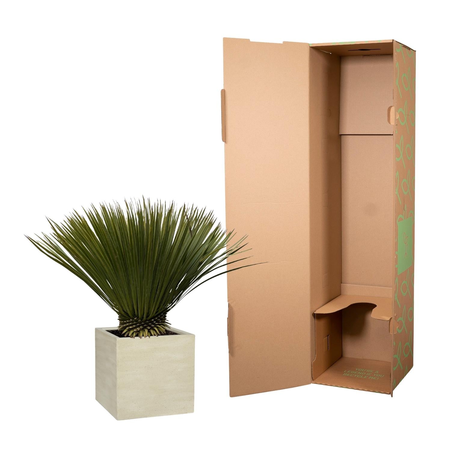 Yucca Rostrata — 70 cm