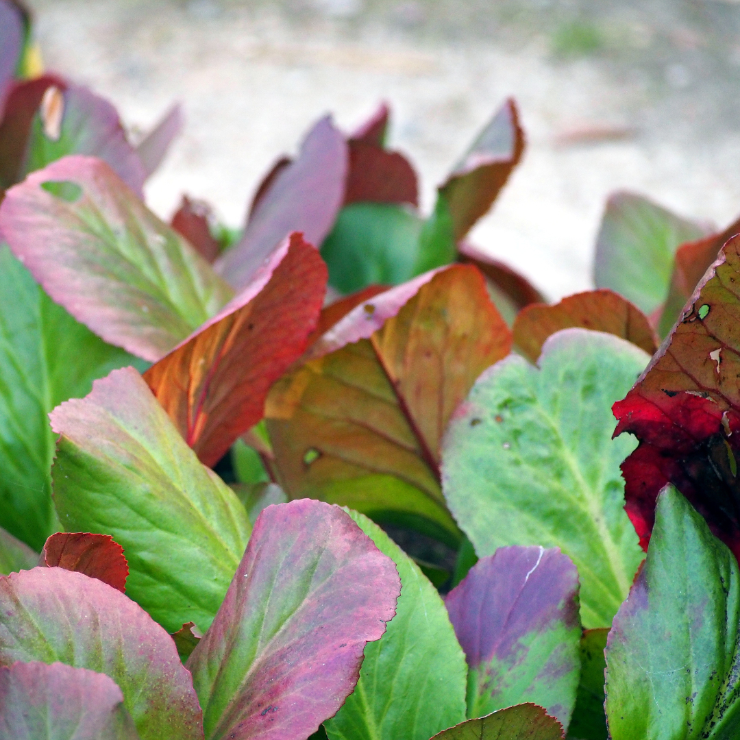 Schoenlappersplant (Bergenia cordifolia) - set van 6 – voor tuin & terras