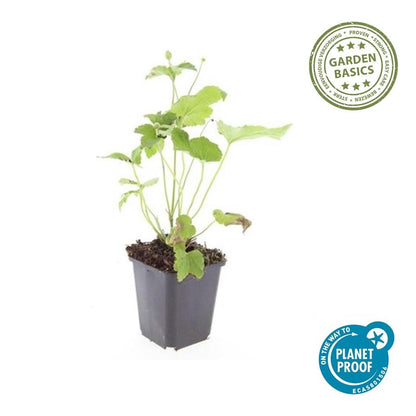 Herfstanemoon 'Honorine Jobert' - set van 6 – voor tuin & terras