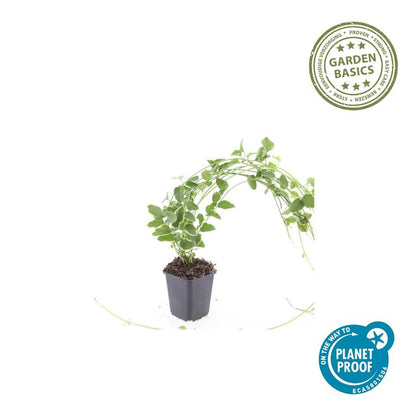 Grote maagdenpalm 'Variegata' - set van 6 – voor tuin & terras
