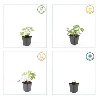 Bloedooievaarsbek 'Album' - set van 6 – voor tuin & terras