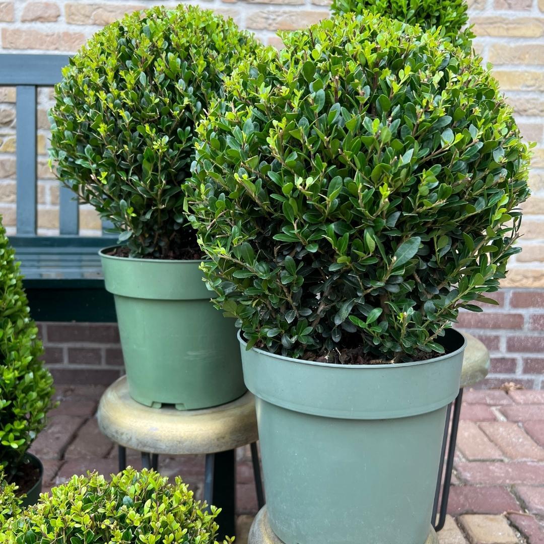 Japanse hulst 'Jenny' bol XL - set van 2 – voor tuin & terras