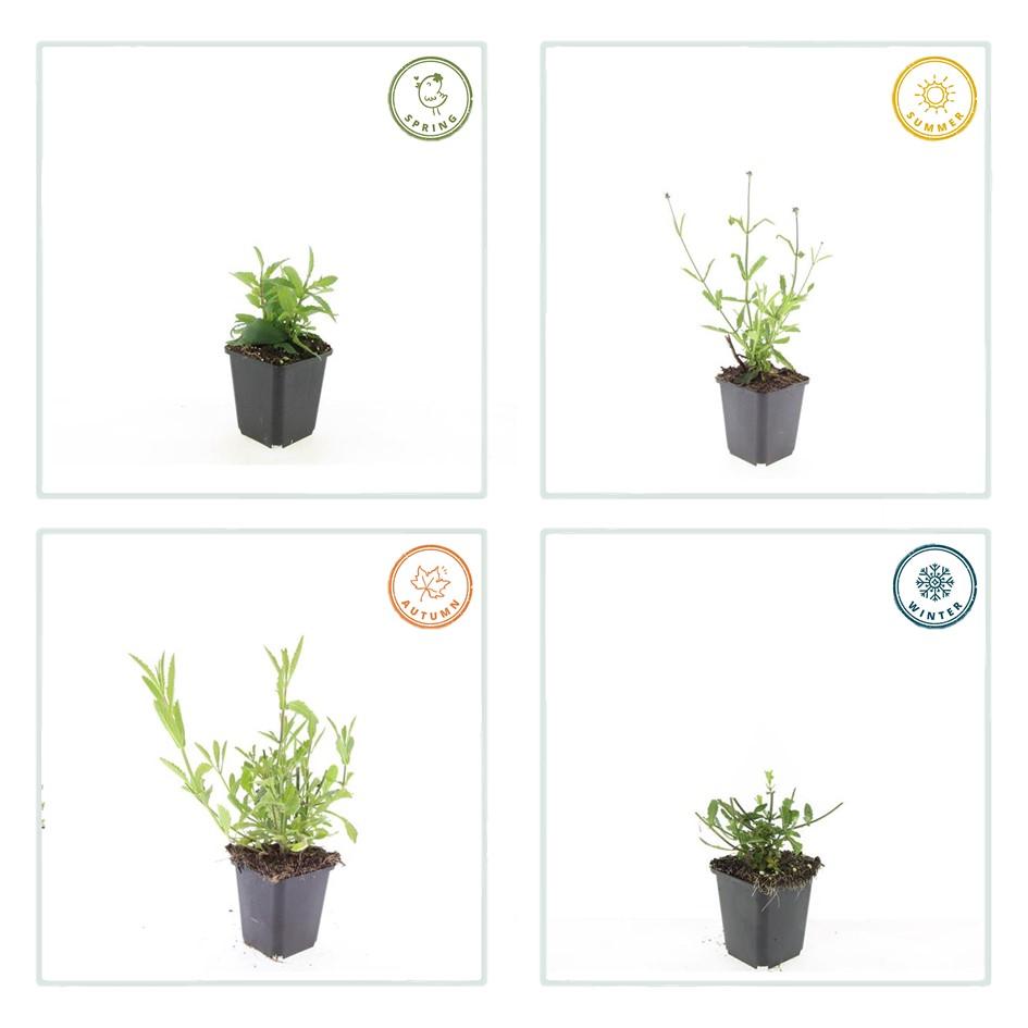 IJzerhard 'Lollipop' - set van 6 – voor tuin & terras