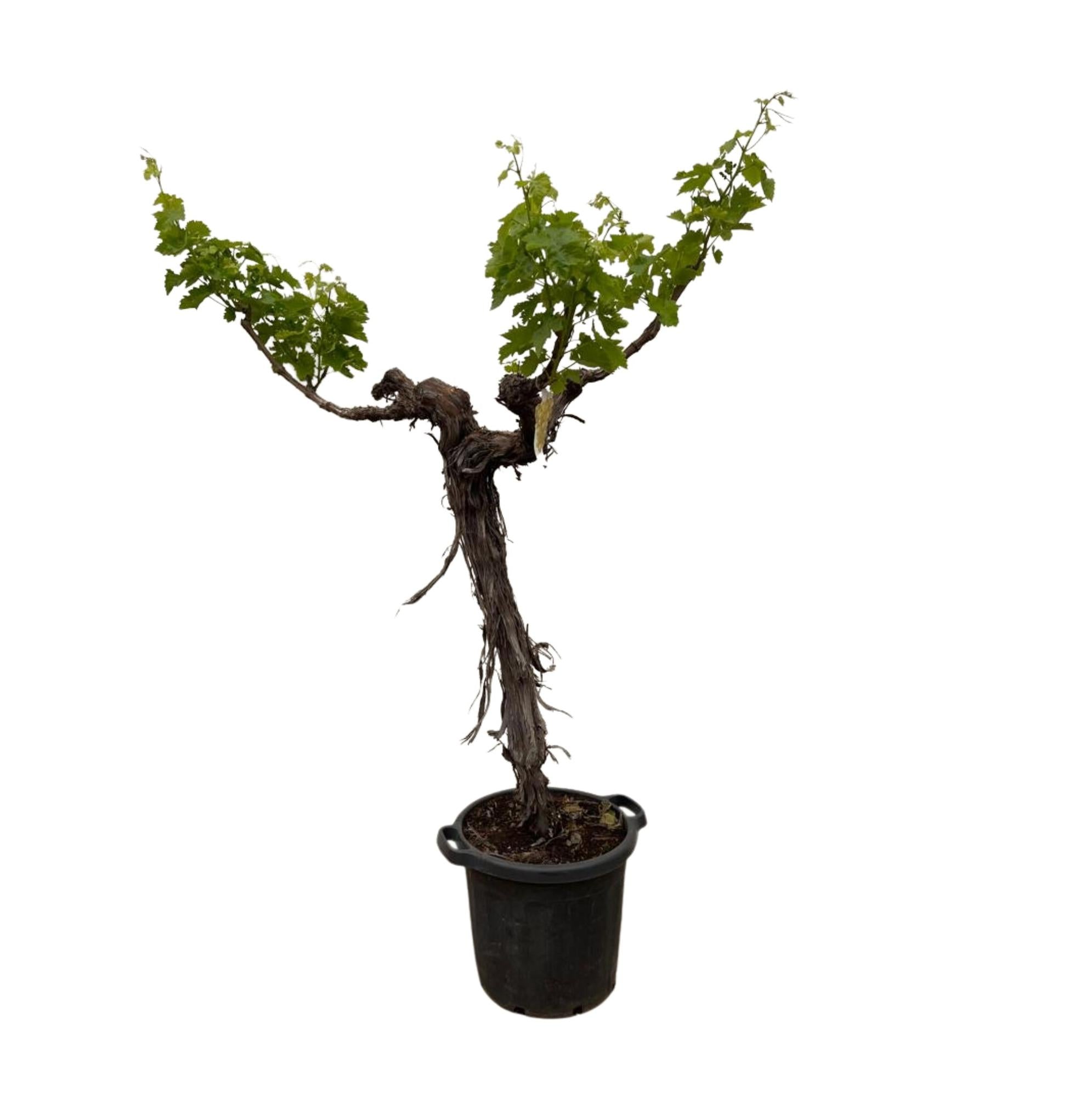 Druivenboom - 200 cm