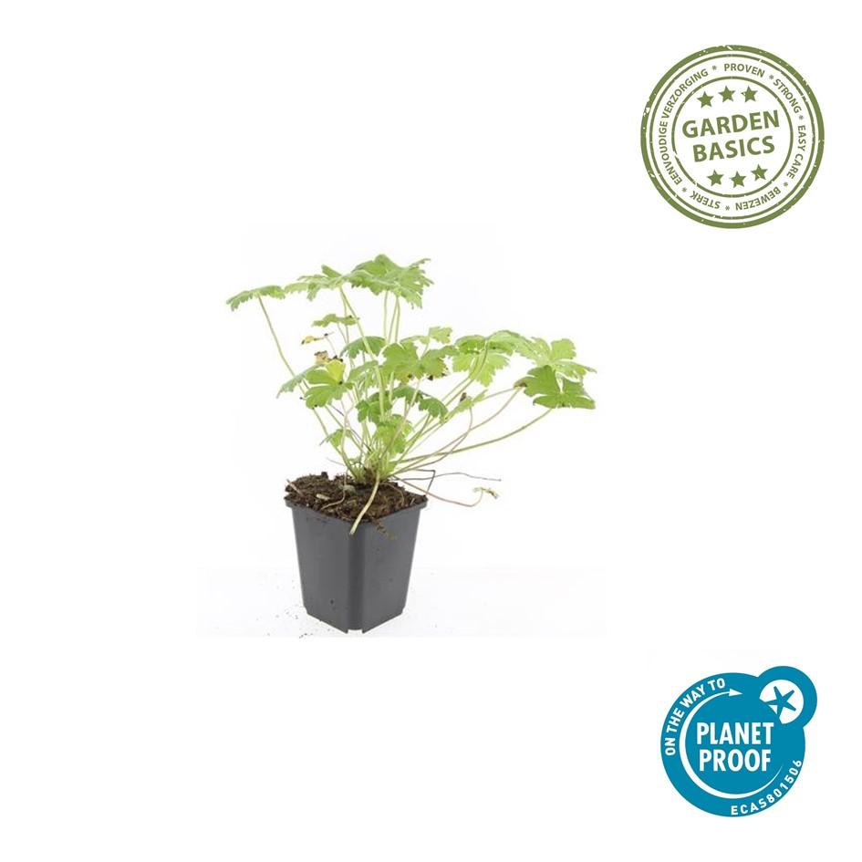 Ooievaarsbek 'Tiny Monster' - set van 6 – voor tuin & terras