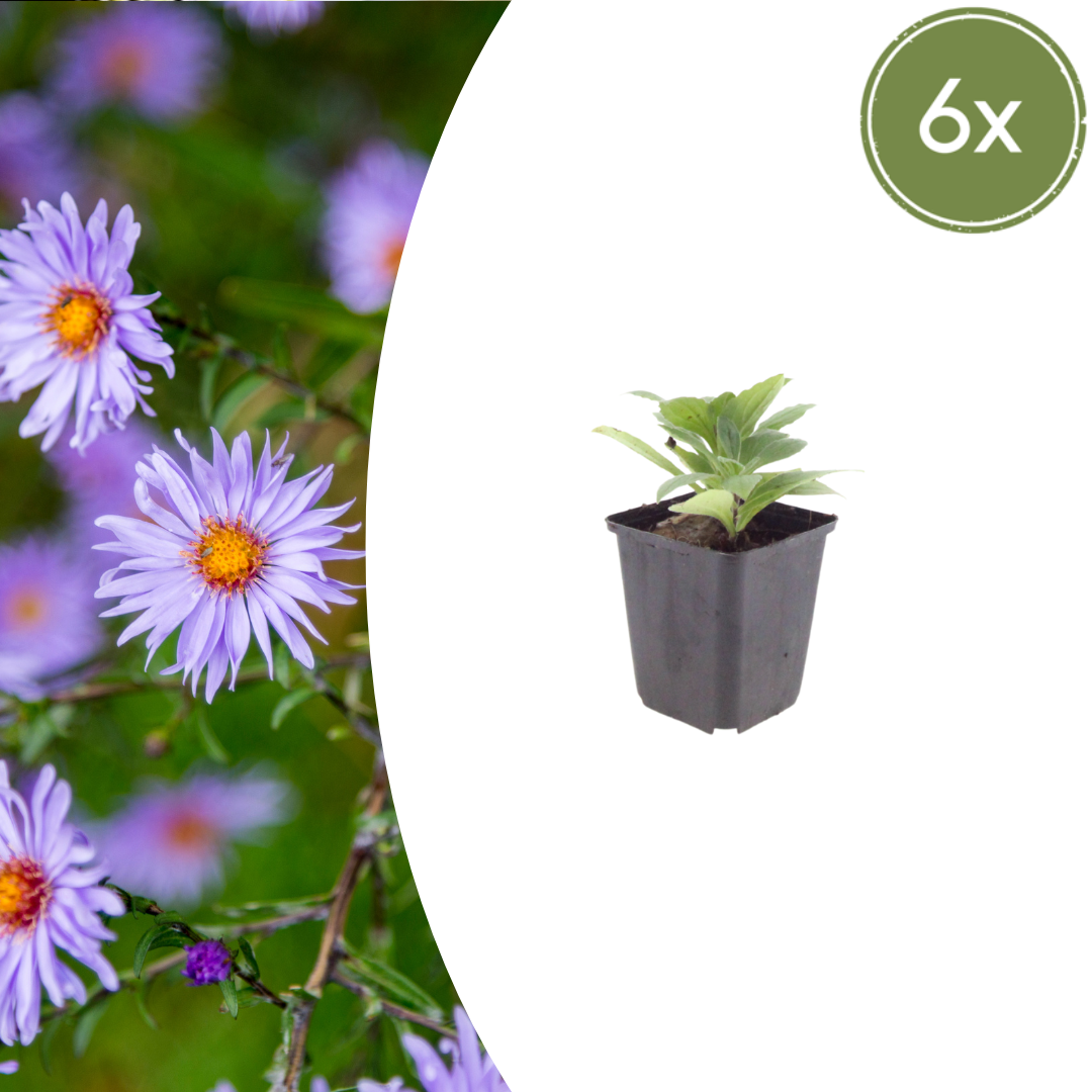 Aster 'Mönch' - set van 6 – voor tuin & terras