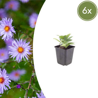 Aster 'Mönch' - set van 6 – voor tuin & terras