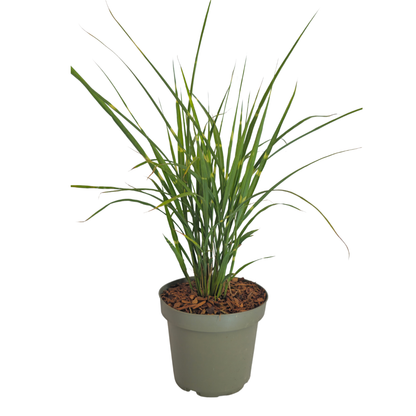 Prachtriet 'Zebrinus' (zebragras) - set van 3 – voor tuin & terras