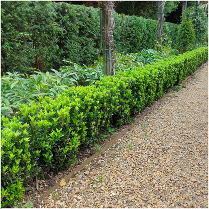 Euonymus 'Green Spire' - set van 24 – voor een haag