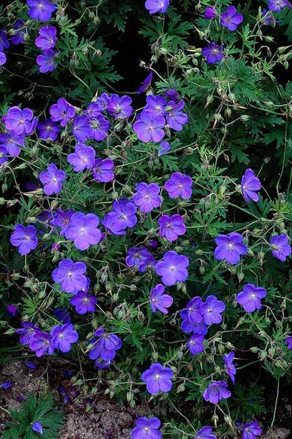 Ooievaarsbek 'Johnson's Blue' - set van 6 – voor tuin & terras